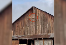 Firefighters Spot ‘Brown Object’ On Barn — And Realize It’s A Trapped Owl