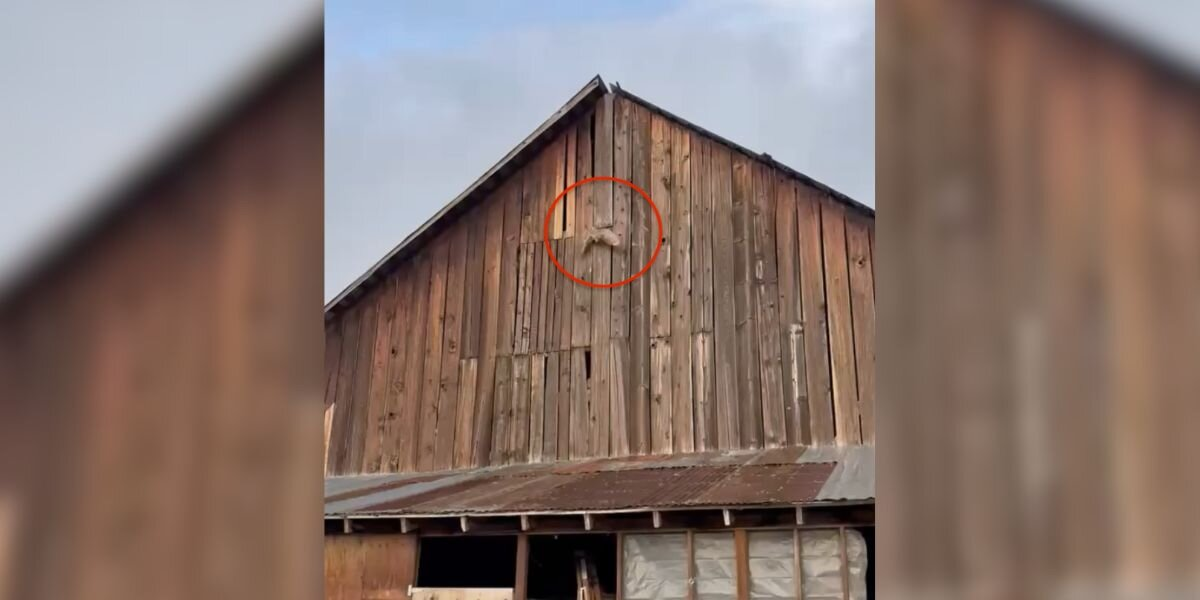 Firefighters Spot ‘Brown Object’ On Barn — And Realize It’s A Trapped Owl