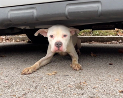 Stray Dog Hid Under A Van For Weeks — Until One Rescuer Won His Trust