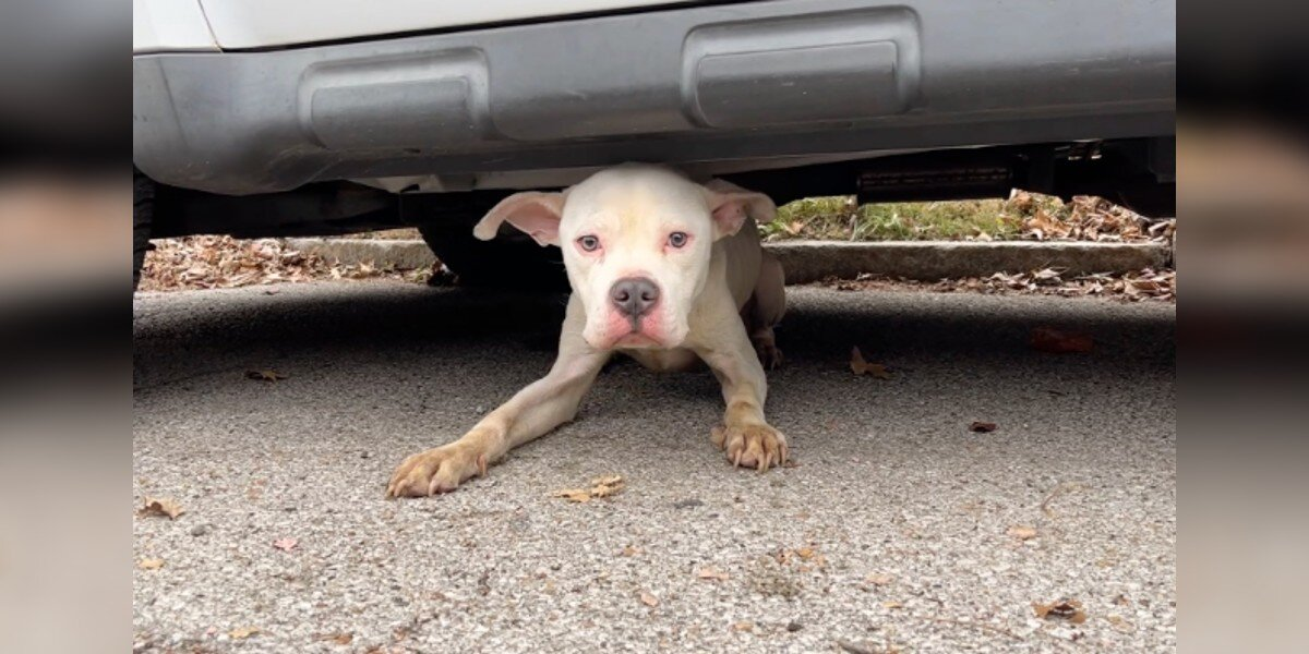 Stray Dog Hid Under A Van For Weeks — Until One Rescuer Won His Trust