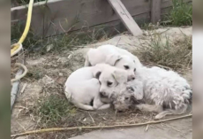 Woman Spots Fluffy Pile Near Landfill — And Realizes It’s A Family Desperate For Help