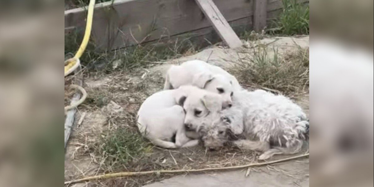 Woman Spots Fluffy Pile Near Landfill — And Realizes It’s A Family Desperate For Help