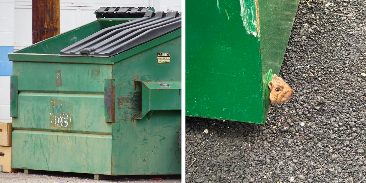 Rescuers Spot a Furry Face Stuck in a Dumpster — And Rush to Help