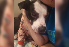 Dog Returned To Shelter 5 Times Still Hopes For A Forever Family