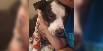 Dog Returned To Shelter 5 Times Still Hopes For A Forever Family