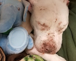 Abused Dog Finds Comfort in His First Toy — and Finally Begins to Heal