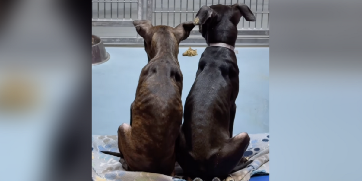 ‘Twin’ Brothers On Death Row Get A Second Chance — Just Hours Before It Was Too Late