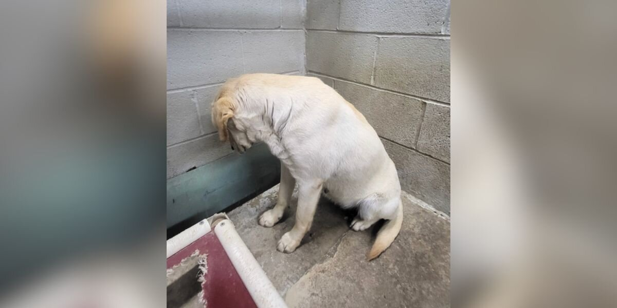 ‘Terrified’ Shelter Pup Stared At The Wall For Days — Until A Miracle Found Her