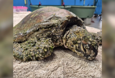 Turtle Once Too Weak To Move Is Now Thriving And Full Of Personality