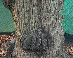 Woman Snaps Photo Of Squirrel — And Accidentally Creates The Funniest Optical Illusion