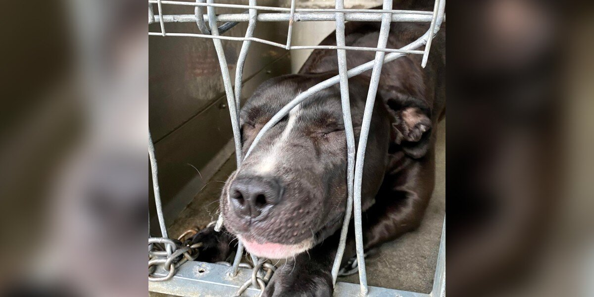 Shelter Dog Desperate For Love Tries To Squeeze Through Her Kennel Bars