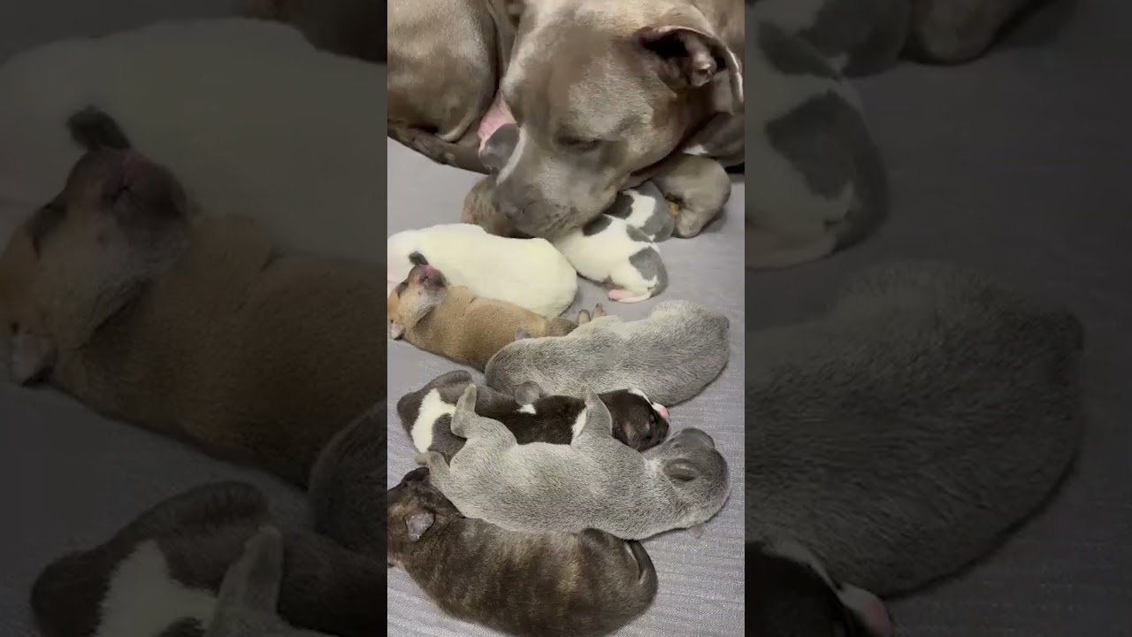 Pittie Reunites With Her Sister Just In Time To Go Into Labor