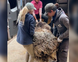 Passerby Finds Pile Of Wool In The Bush — And Discovers A Sheep In Need