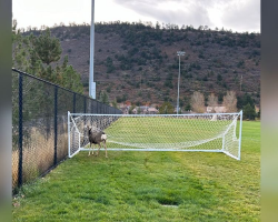 Buck Trapped In Soccer Net Finally Gets The Help He Needed