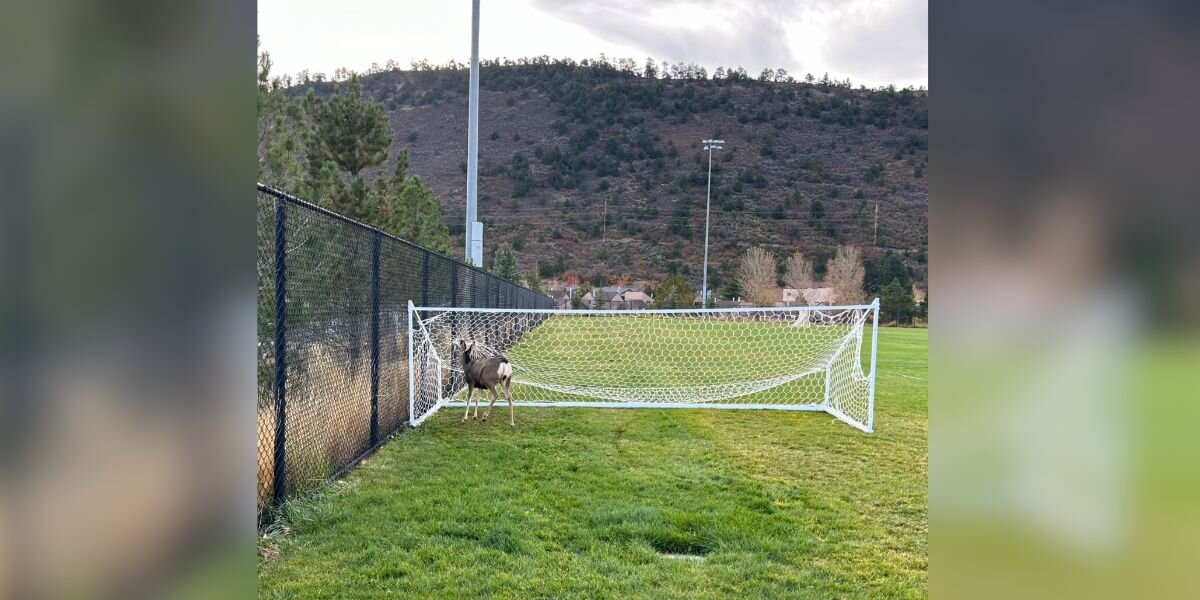 Buck Trapped In Soccer Net Finally Gets The Help He Needed