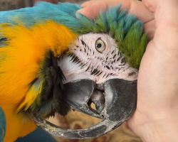 29-Year-Old Rescue Parrot Gets Life-Changing Makeover After Severe Neglect