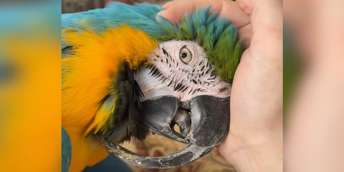 29-Year-Old Rescue Parrot Gets Life-Changing Makeover After Severe Neglect