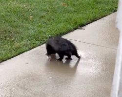 Rescuers Discover Why An Opossum Was Walking In Circles For Hours