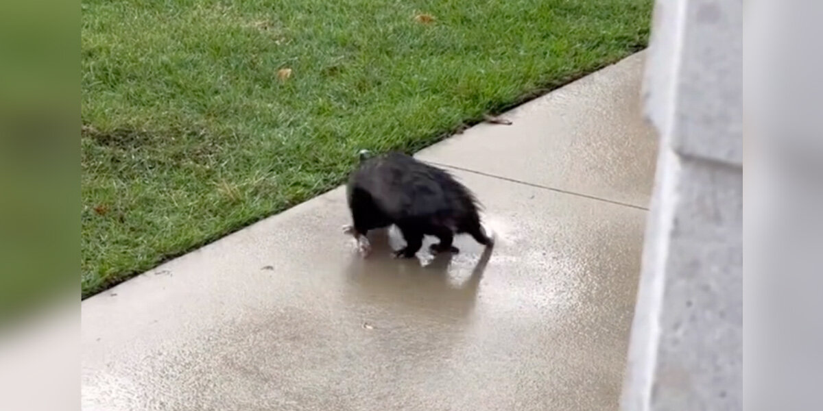 Rescuers Discover Why An Opossum Was Walking In Circles For Hours