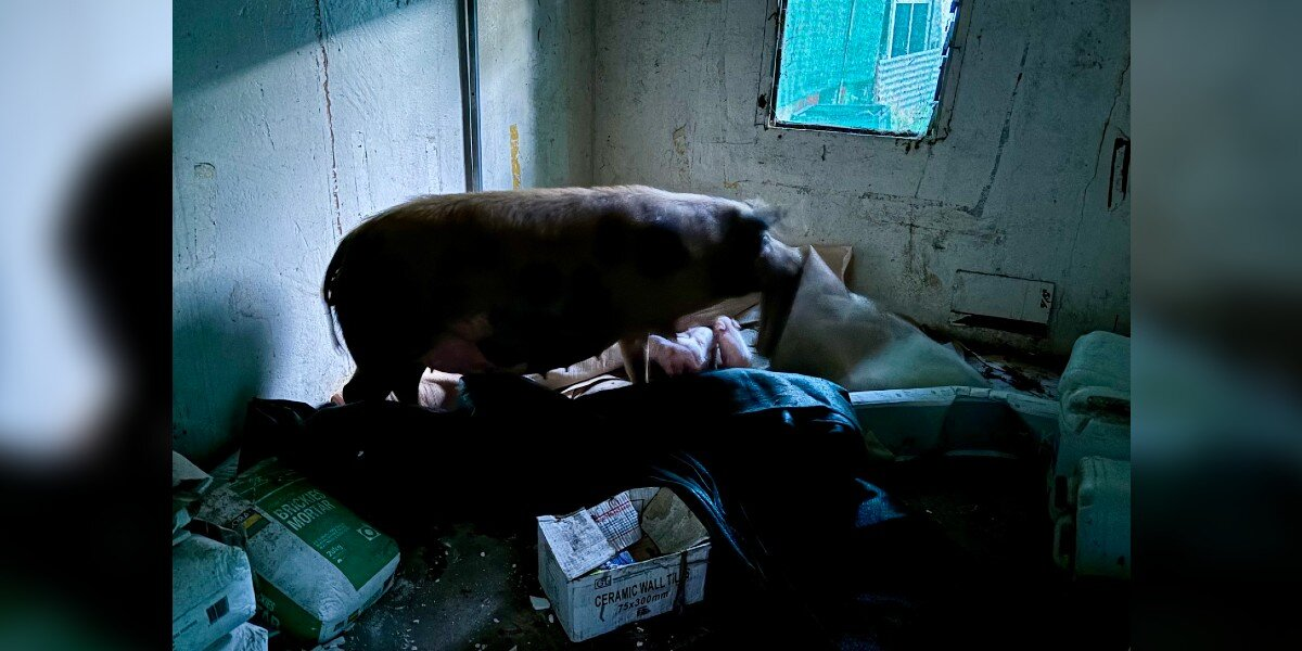 Pregnant Pig Finds Refuge In An Old Shed — And A Miracle Follows
