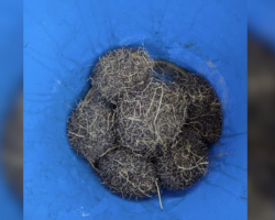 Rescuer Arrives Just In Time To Save Bucket Full Of Wild Babies