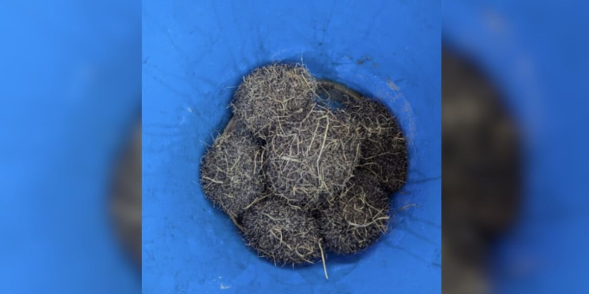 Bucket Of ‘Debris’ Turns Out To Be A Family Of Hedgehogs In Need