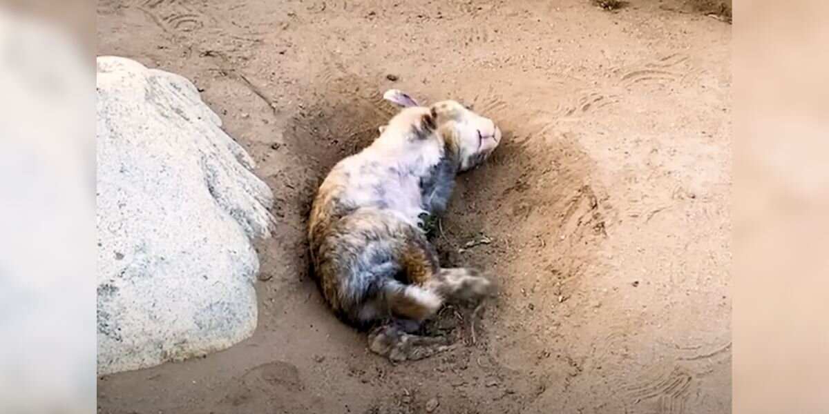 Woman Saves Lonely Rabbit By The Lake — Then Discovers Her Surprise