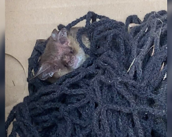 Homeowner Spots Fuzzy Head in Netting — And Saves a Life
