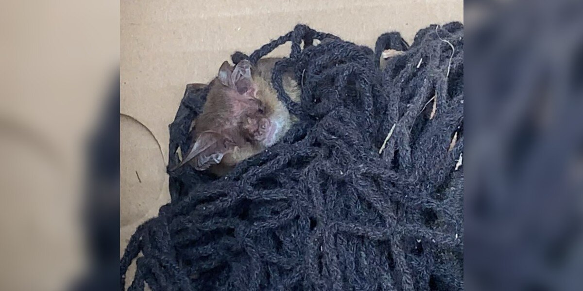 Homeowner Spots Fuzzy Head in Netting — And Saves a Life
