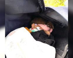 Mom Opens Diaper Bag — And Finds A Tiny Stowaway Curled Up Inside