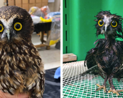 Rescue Owl Gets A Much-Needed Bath — And His Grumpy Face Says It All