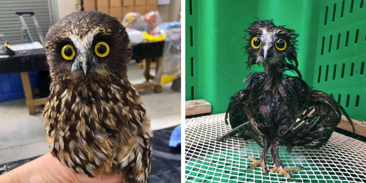 Rescue Owl Gets A Much-Needed Bath — And His Grumpy Face Says It All