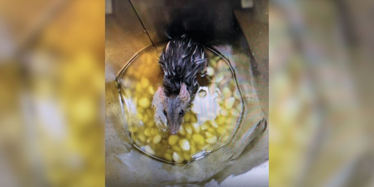 Factory Worker Opens Garlic Oil Drum — And Finds An Endangered Animal Staring Back