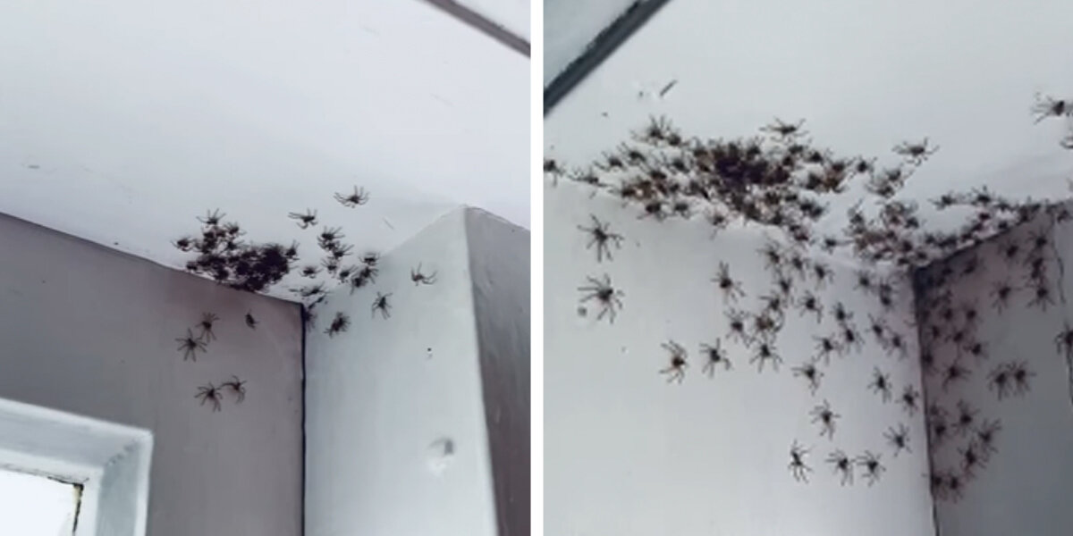Woman Discovers A Surprise ‘Kindergarten’ Of Baby Spiders In Her House
