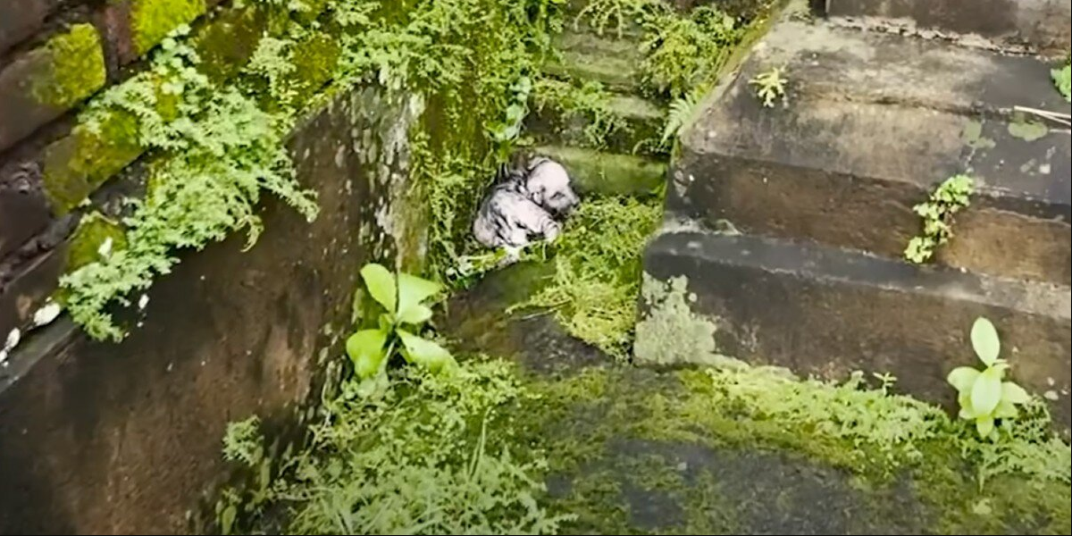 Freezing Puppy Found Shivering In The Rain Finally Learns What Love Feels Like