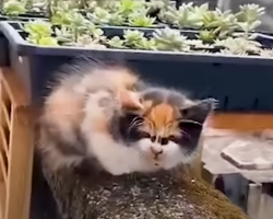 Rescued Tiny Kitten Finds Warmth After Being Saved From The Cold