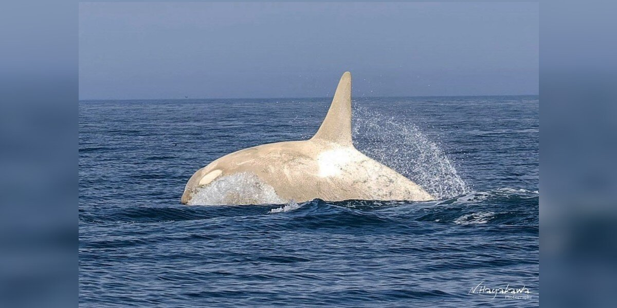 Wildlife Photographer Captures Once-in-a-Lifetime Sight of Rare White Orcas