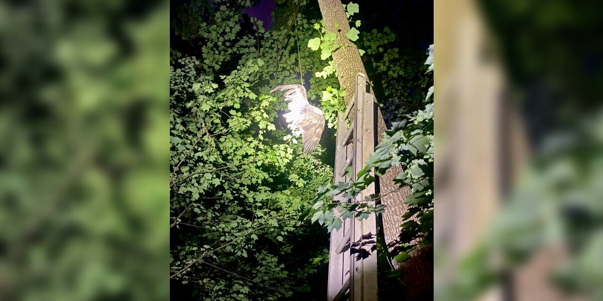 Majestic Bald Eagle Left Dangling From Tree Gets a Daring Midnight Rescue