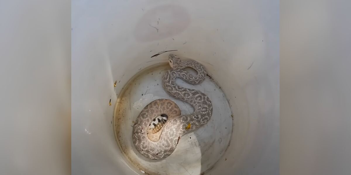 Experts Stunned After Discovering One-Of-A-Kind Rattlesnake