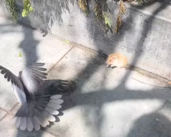 Woman Stumbles Upon Sidewalk Struggle — And Ends Up Rescuing a Hamster