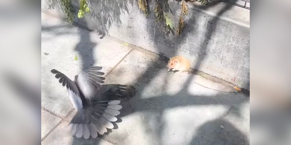 Woman Stumbles Upon Sidewalk Struggle — And Ends Up Rescuing a Hamster
