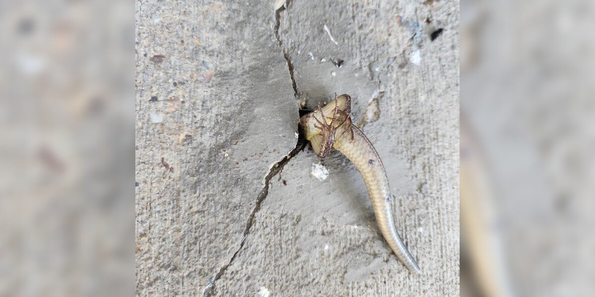 Woman Spots Legs And Tail Sticking Out Of Her Porch — And Realizes Someone Needs Help
