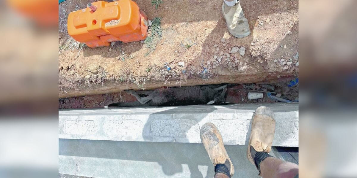 Construction Crew Spots Something Huge In A Trench — And Rushes To Help