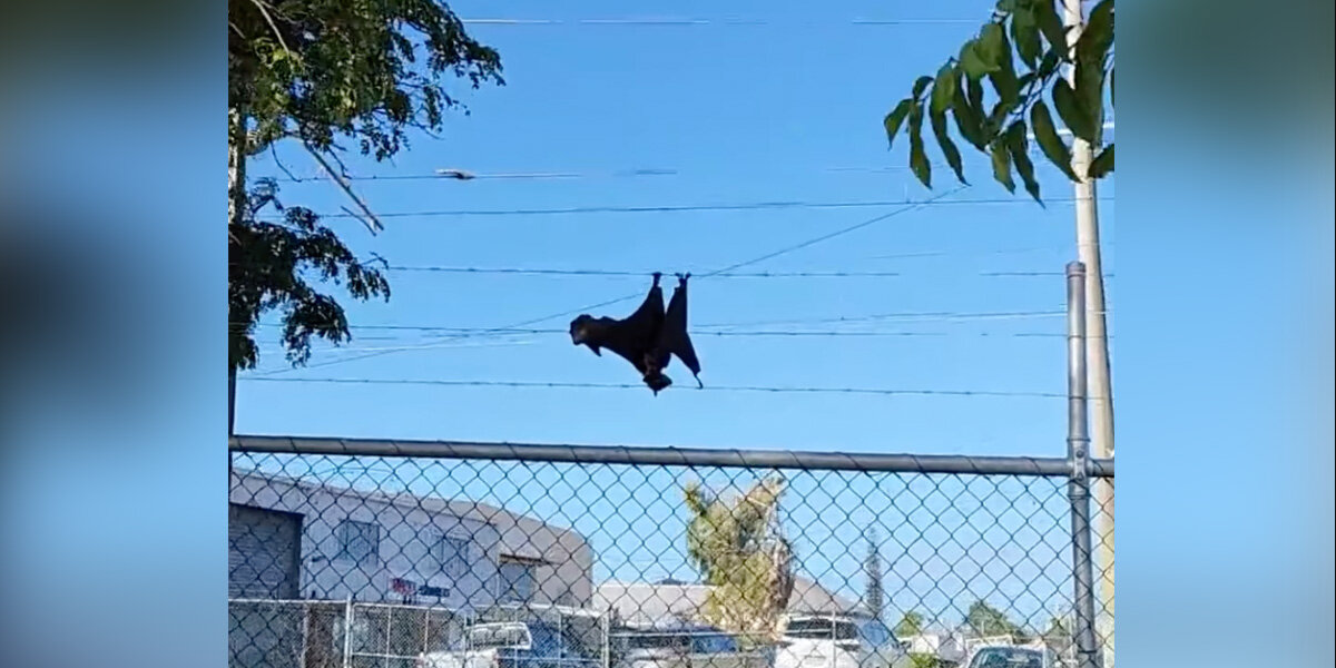 Family Spots ‘Strange Object’ On Fence — And Ends Up Saving A Life