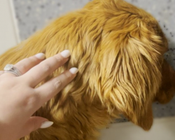 Rescue Dog Was Terrified Of Going Outside Until…