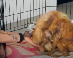 Terrified Stray Dog Transforms Into A Fluffy Puppy