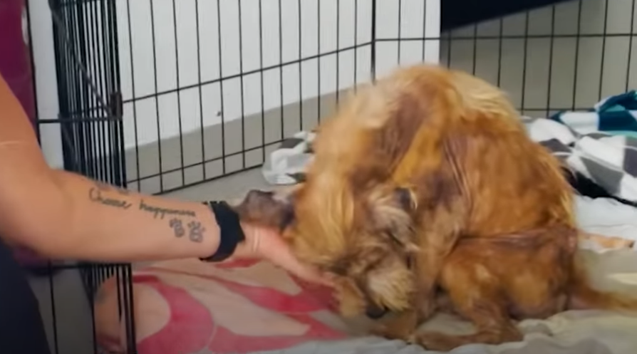 Terrified Stray Dog Transforms Into A Fluffy Puppy