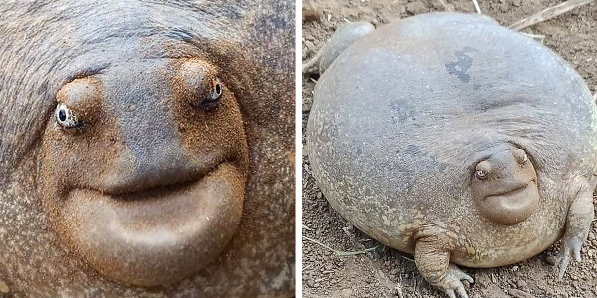 People Can’t Believe This Round Little Creature Actually Exists