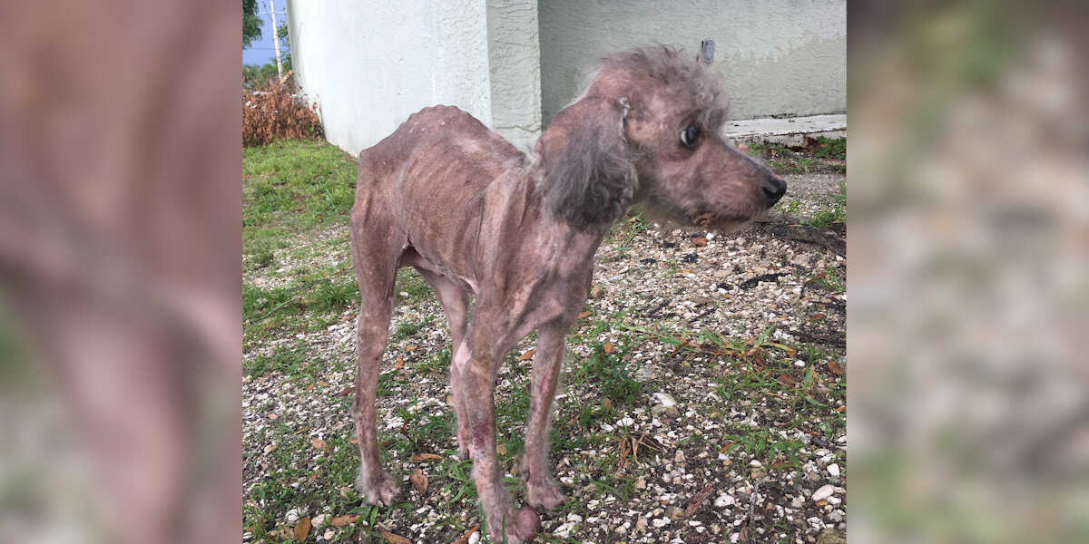 Neglected Poodle Was So Starved He Forgot How To Eat — Until Love Changed Everything