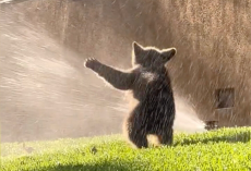 Playful Bear Cub Cools Off In Sprinklers On Hot Summer Day